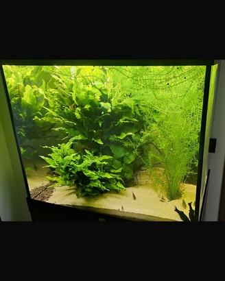 Acquario lido 200