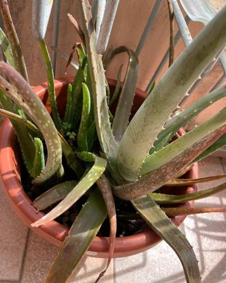 Pianta BABY Aloe vera