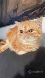 Exotic Shorthair rimborso spese