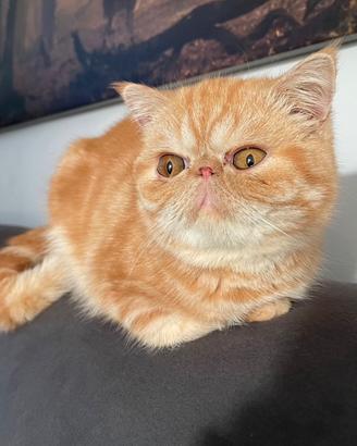 Exotic Shorthair rimborso spese