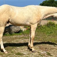 Puledro Quarter Horse