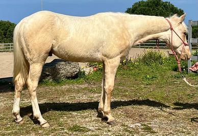 Puledro Quarter Horse