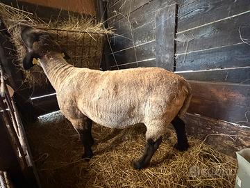 Maschio suffolk