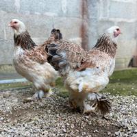 Brahma, Marans, Araucana fertili incubatrice