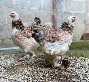 Brahma, Marans, Araucana fertili incubatrice