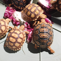Sulcata baby