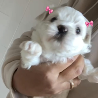 Maltese mini toy coreano