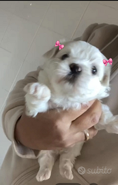 Maltese mini toy coreano