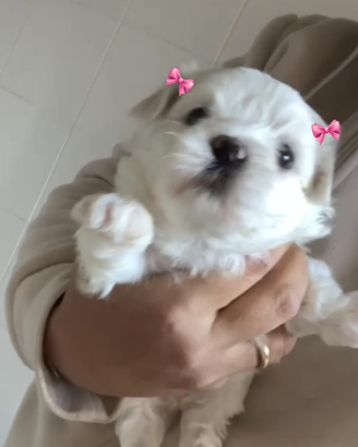Maltese mini toy coreano