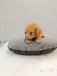 Cuccioli di barboncini toy