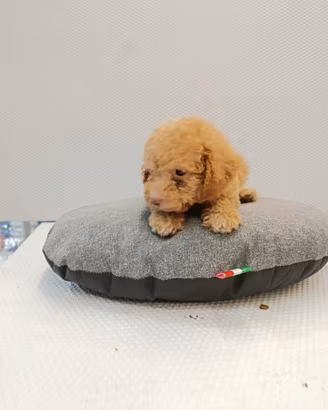 Cuccioli di barboncini toy