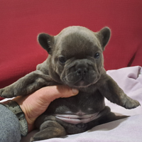 Cucciola bulldog francese blu occhi azzurri