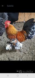 Galline nane calzata sabelpoot millefiori