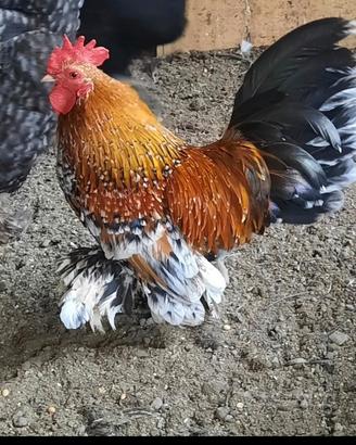Galline nane calzata sabelpoot millefiori