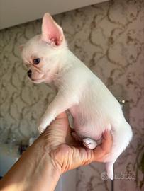 Chihuahua