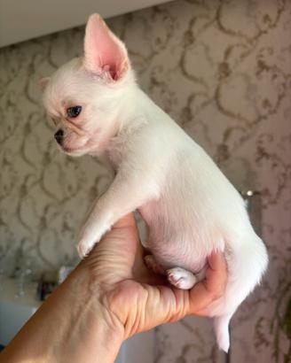 Chihuahua