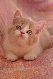 BRITISH Shorthair cucciolo 