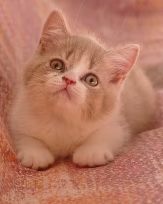 BRITISH Shorthair cucciolo 