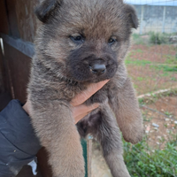 Meravigliosi cuccioli di cane