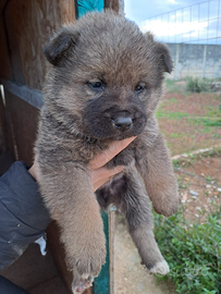 Meravigliosi cuccioli di cane