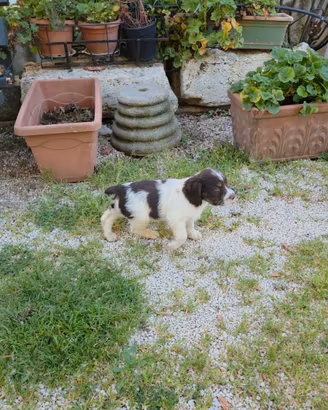 Springer da caccia e tartufi