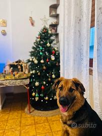 Pastore Tedesco Australiano 9 mesi