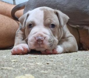 Pitbull Terrier UKC