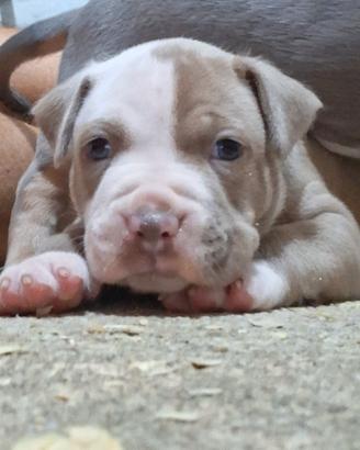 Pitbull Terrier UKC