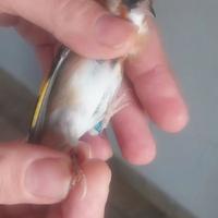 Cardellina