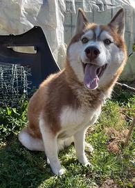 Siberian Husky