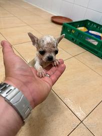 Cucciolo di chihuahua