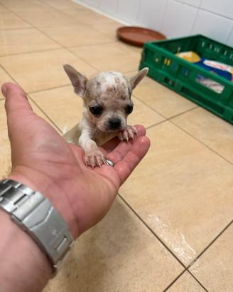 Cucciolo di chihuahua