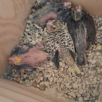 Pappagalli calopsite Palermo e provincia