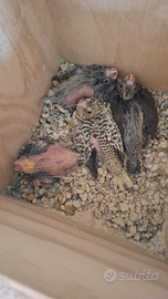 Pappagalli calopsite Palermo e provincia