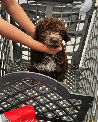 Lagotto