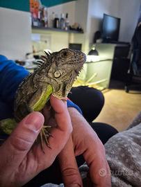 Iguana comune