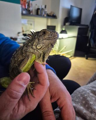 Iguana comune