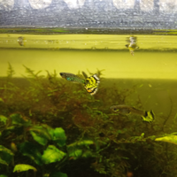 Guppy di varie colorazioni