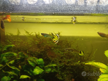 Guppy di varie colorazioni
