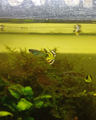 Guppy di varie colorazioni