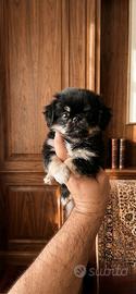 chihuahua Toy PL femmina 