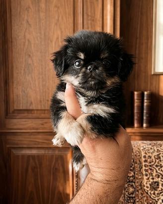 chihuahua Toy PL femmina 