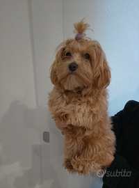 Maltipoo femminuccia