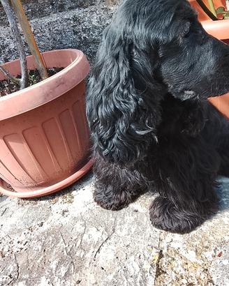 cocker spaniel inglese 
