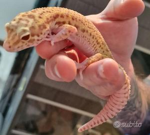 2 gechi leopardini