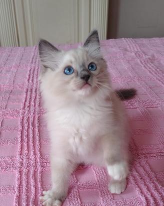 Cuccioli Ragdoll con pedigree