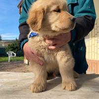 Golden retriever americani