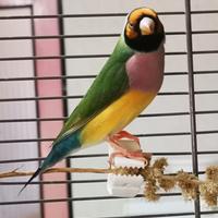 Uccelli