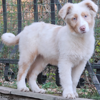 Cucciolone australian shepherd ( metà prezzo)