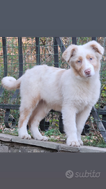 Cucciolone australian shepherd ( metà prezzo)